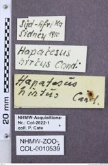 Etikette zu Hapatesus Hapatesus hirtus (NHMW-ZOO-COL-0010539)